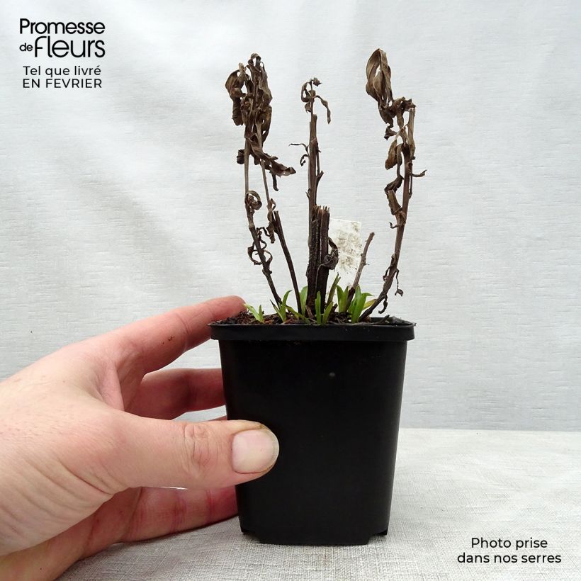 Helenium autumnale Mariachi™ 'Siesta' 8/9 cm pot sample as delivered in winter