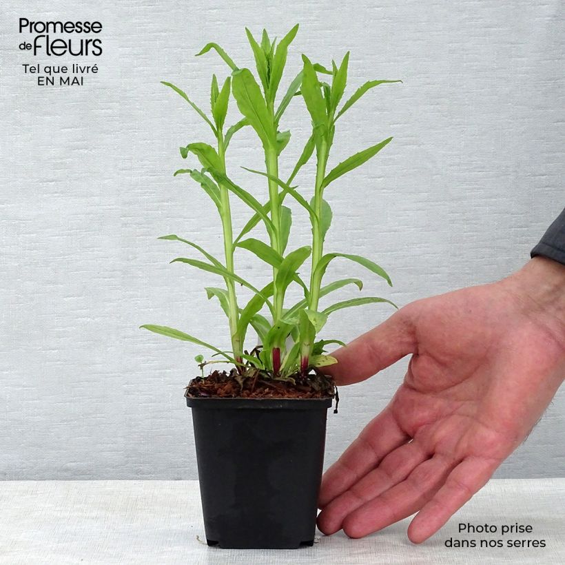 Helenium autumnale Mariachi™ 'Siesta' 8/9 cm pot sample as delivered in spring