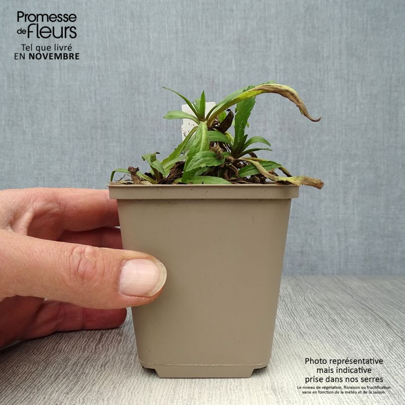 Helenium autumnale Mariachi™ 'Siesta' 8/9 cm pot sample as delivered in autumn