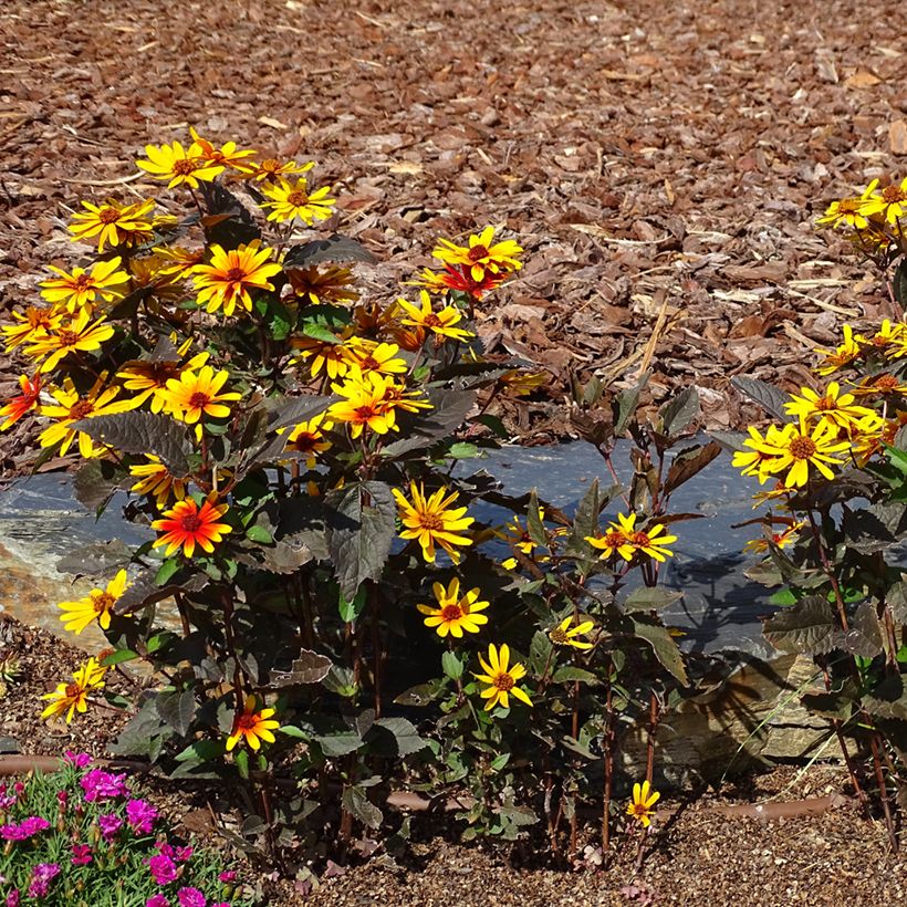 Helenium Strawberry Sundae (Plant habit)