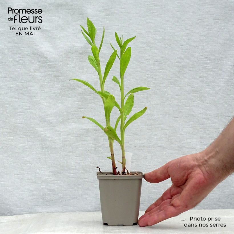 Helenium Tie Dye 8/9 cm pot sample as delivered in spring