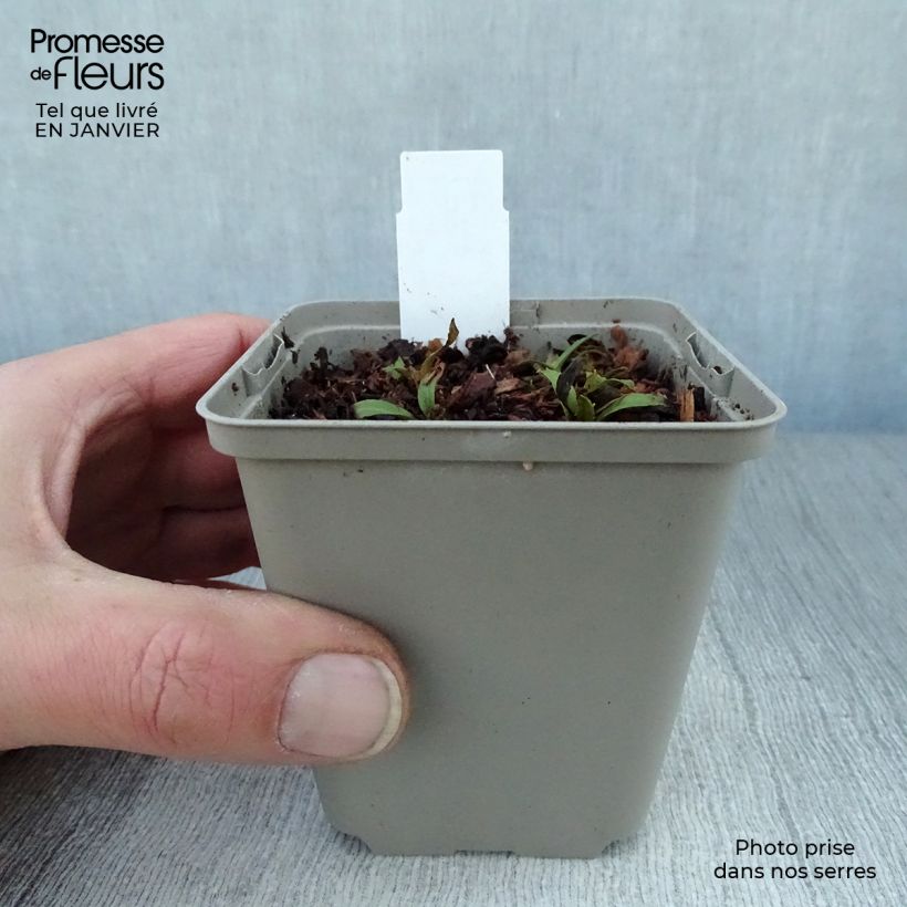 Helenium Tie Dye 8/9 cm pot sample as delivered in winter