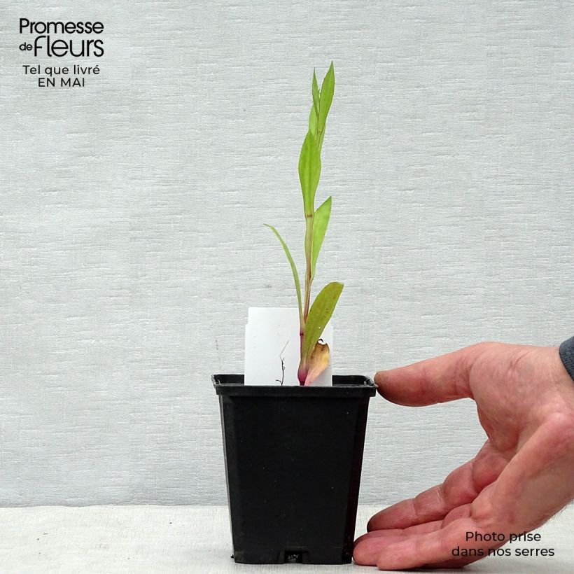 Helenium Tijuana Brass 8/9 cm pot sample as delivered in spring