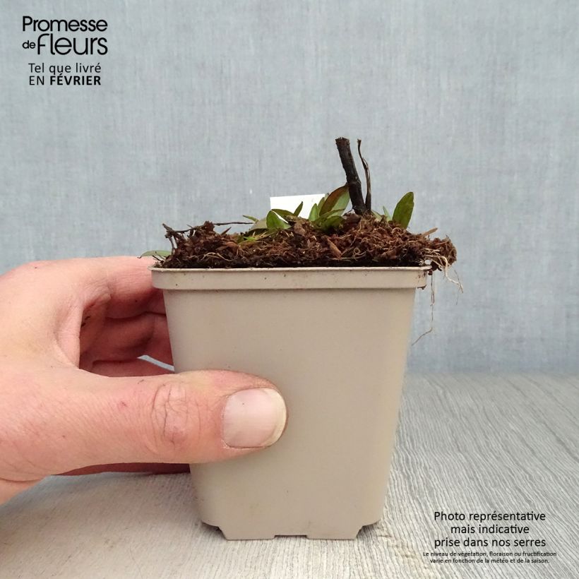 Helenium Waltraut 8/9 cm pot sample as delivered in winter