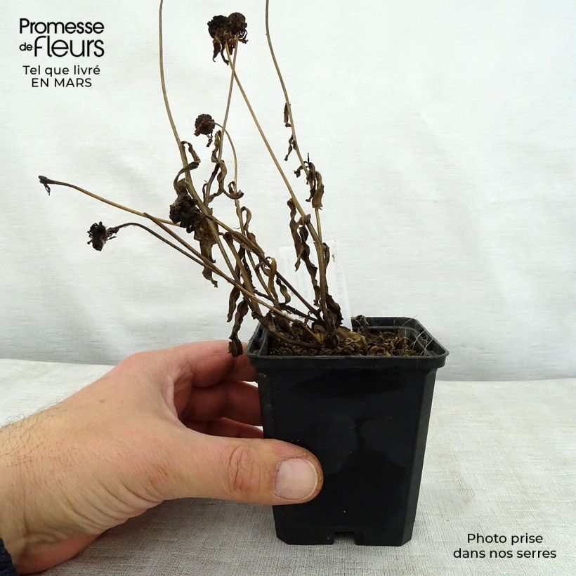 Helenium Wyndley 8/9 cm pot sample as delivered in spring