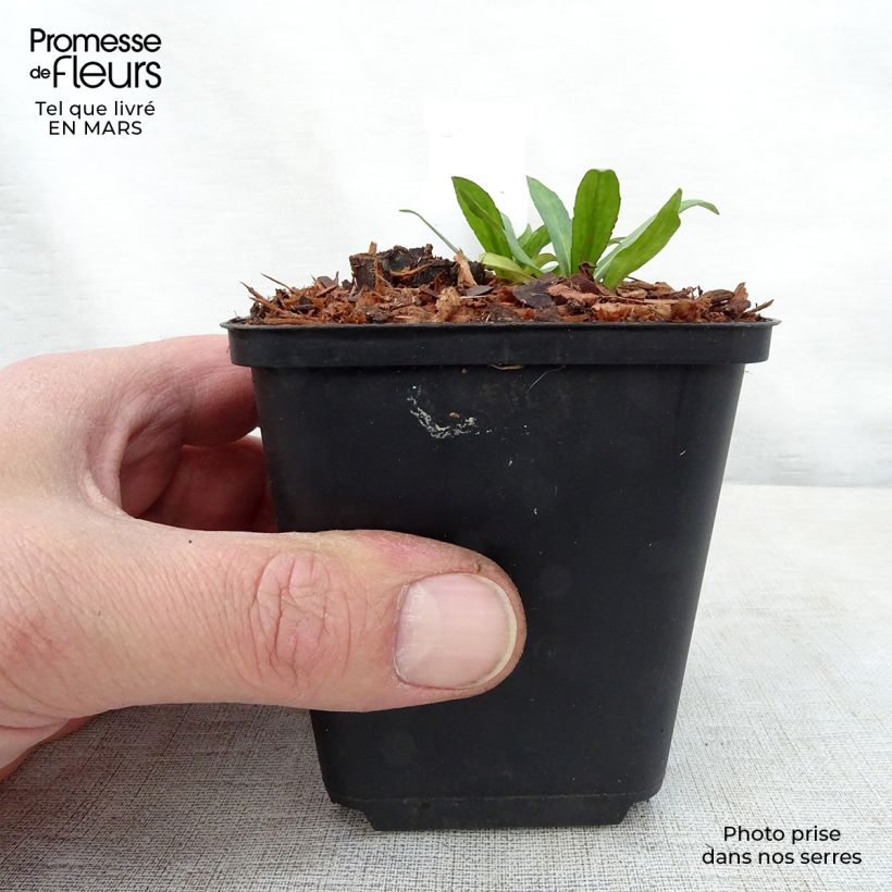 Helenium Zimbelstern 8/9 cm pot sample as delivered in spring