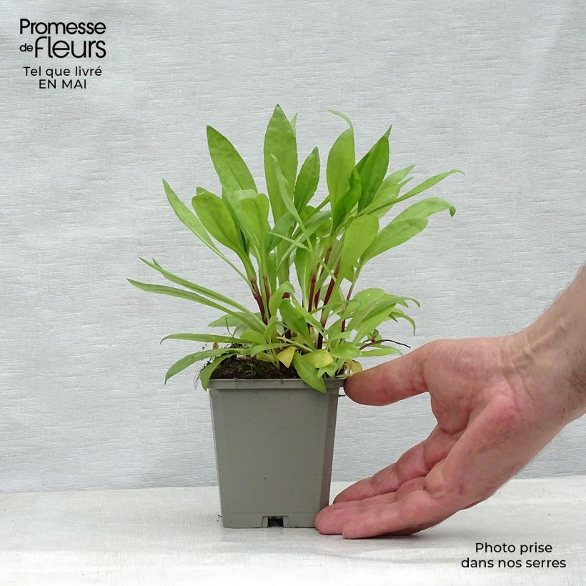 Helenium Pumilum Magnificum 8/9 cm pot sample as delivered in spring