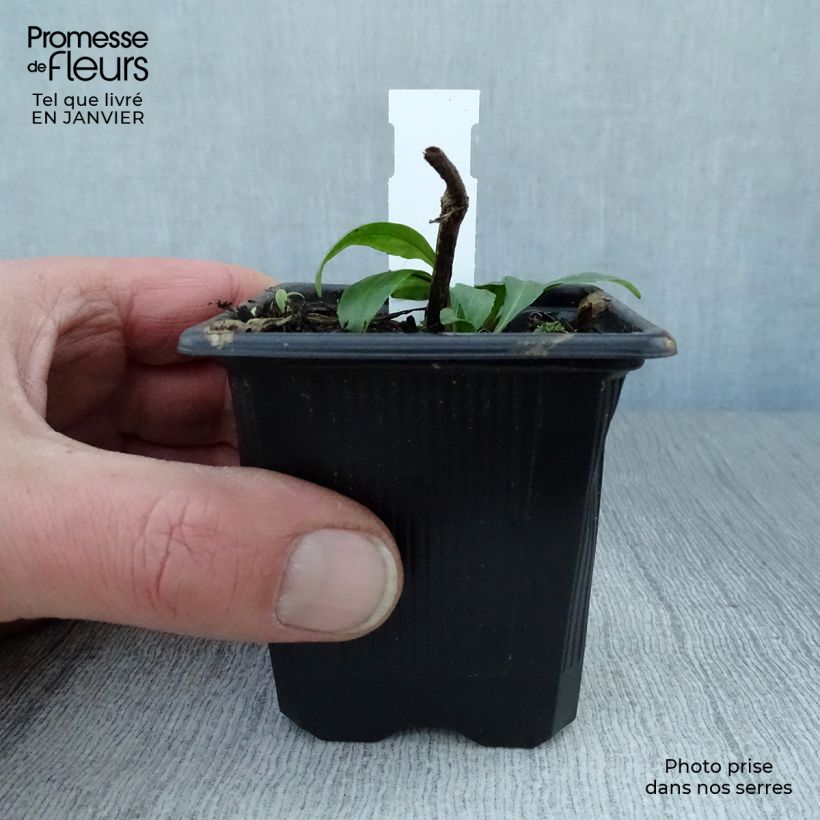 Helenium Pumilum Magnificum 8/9 cm pot sample as delivered in winter