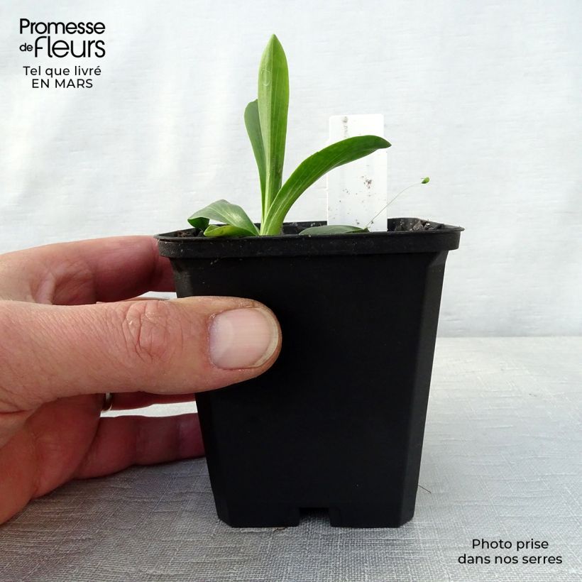 Helenium hoopesii - Sneezeweed 8/9 cm pot sample as delivered in spring