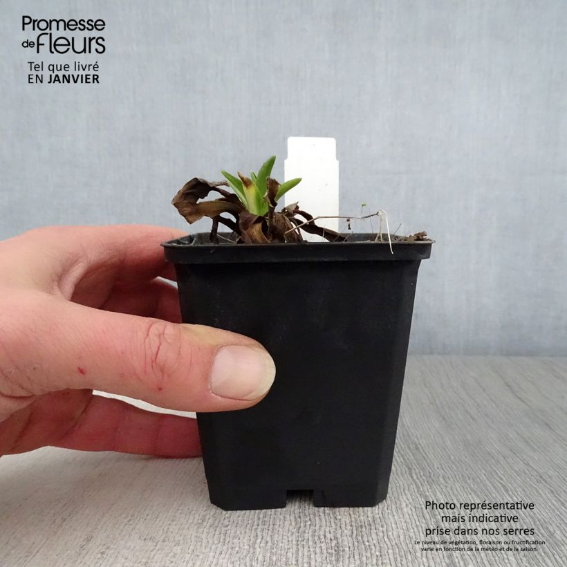 Helenium hoopesii - Sneezeweed 8/9 cm pot sample as delivered in winter