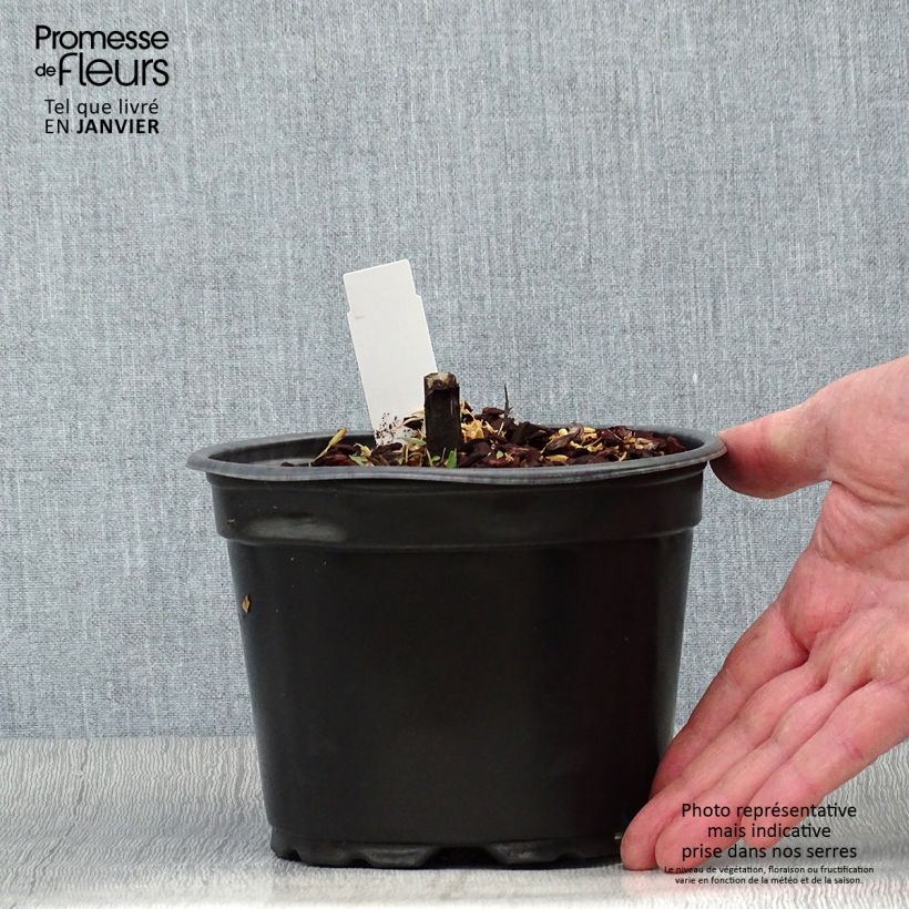 Helenium Moerheim Beauty 2L/3L pot sample as delivered in winter