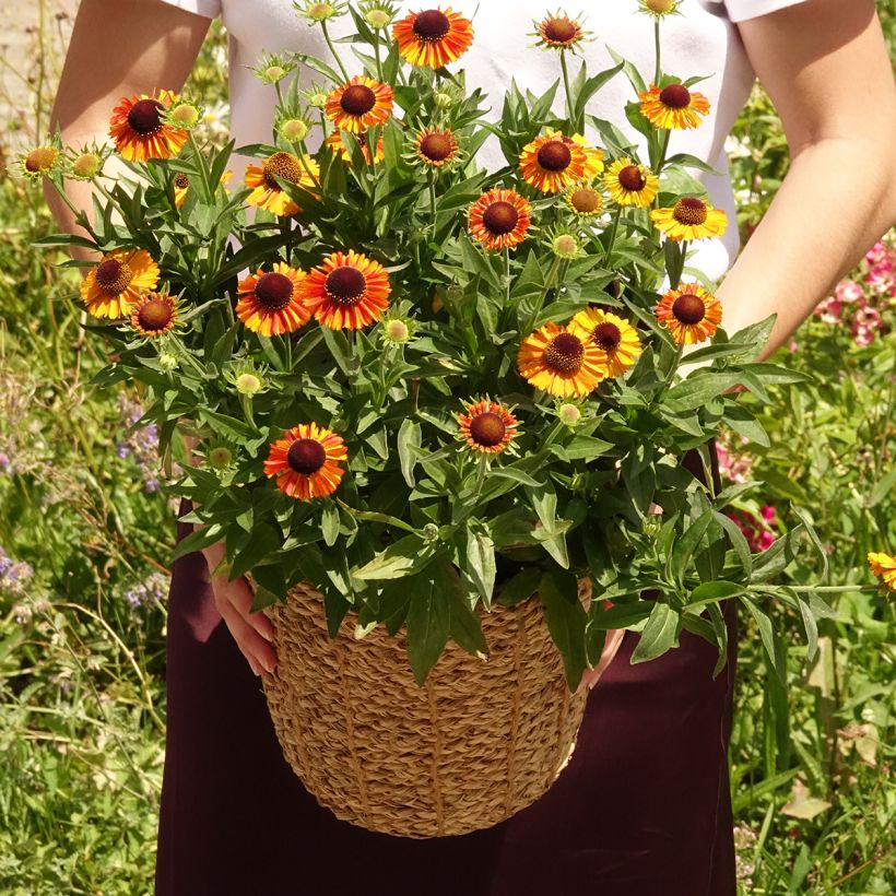 Helenium autumnale Short and Sassy (Plant habit)