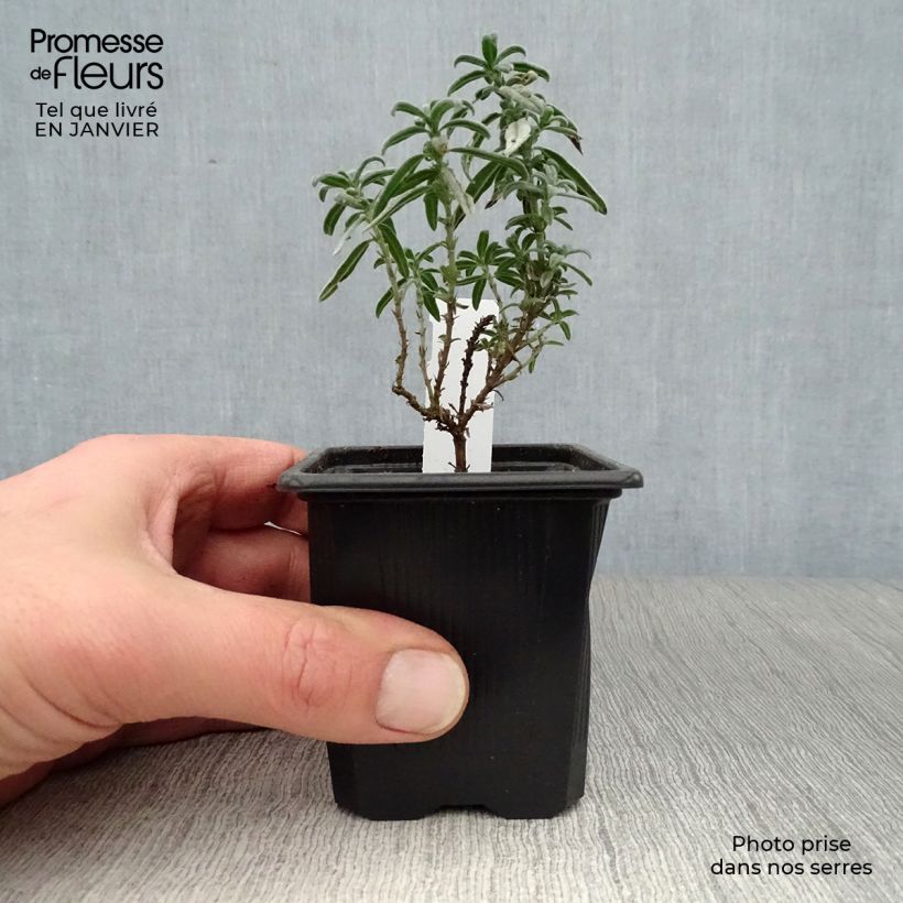 Helianthemum Raspberry Ripple - Rock Rose 8/9 cm pot sample as delivered in winter