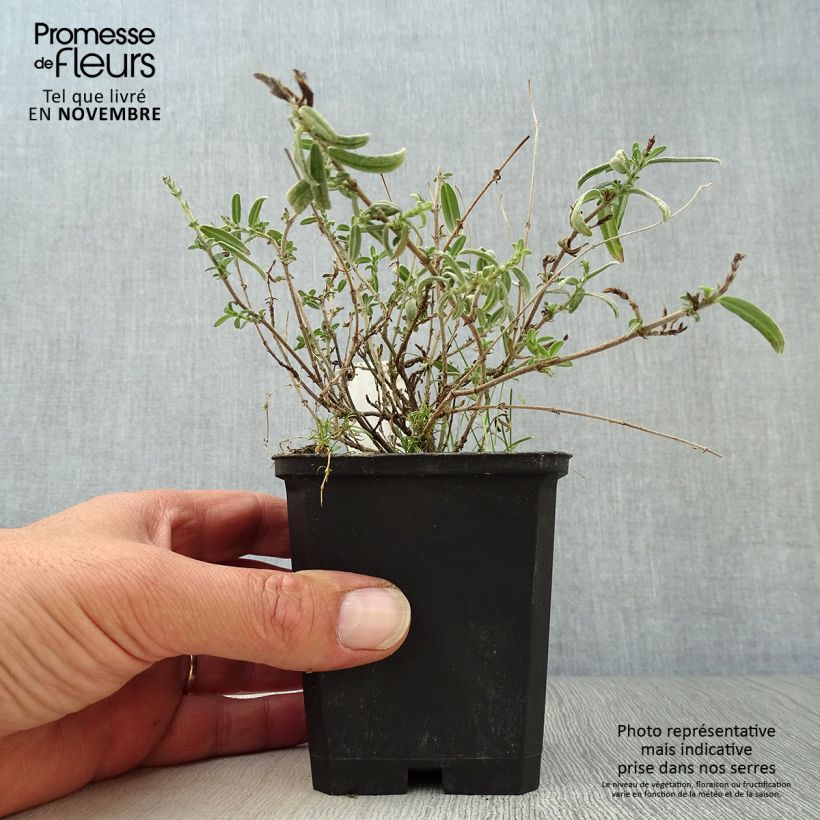 Helianthemum Wisley Primrose - Rock Rose 8/9 cm pot sample as delivered in autumn