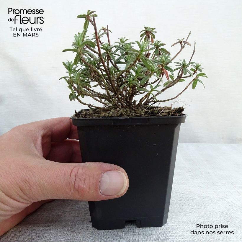 Helianthemum Wisley Primrose - Rock Rose 8/9 cm pot sample as delivered in winter