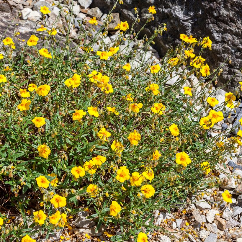 Helianthemum Ben Fhada - Rock Rose (Plant habit)