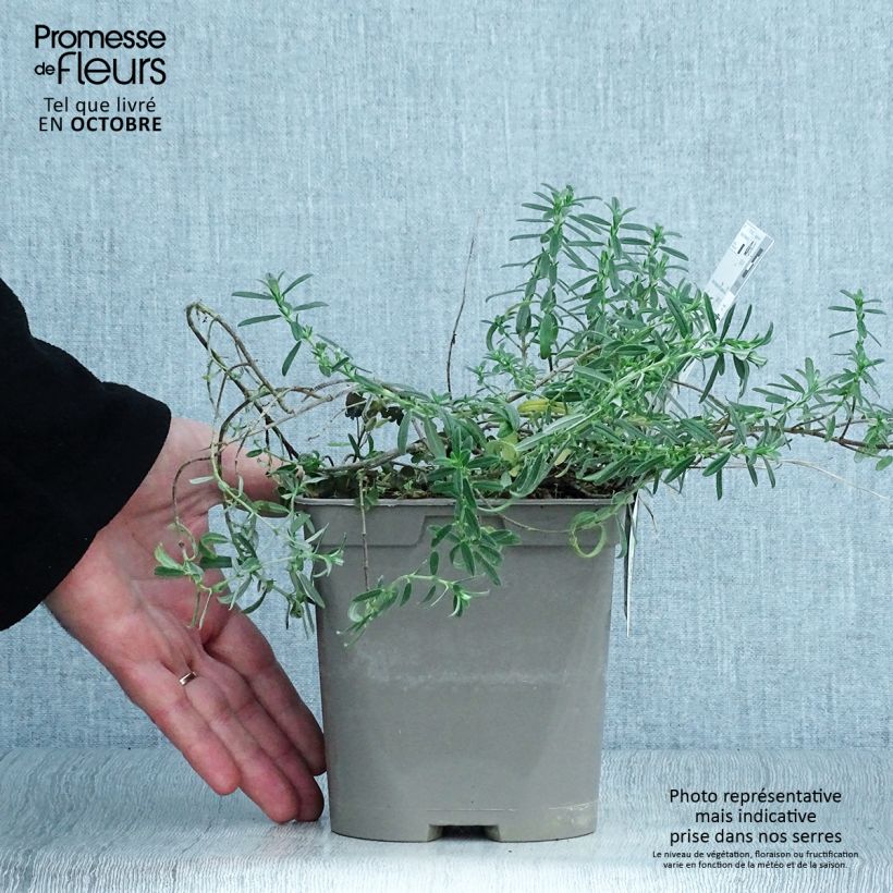 Helianthemum Ben Fhada - Rock Rose 2L/3L pot sample as delivered in autumn