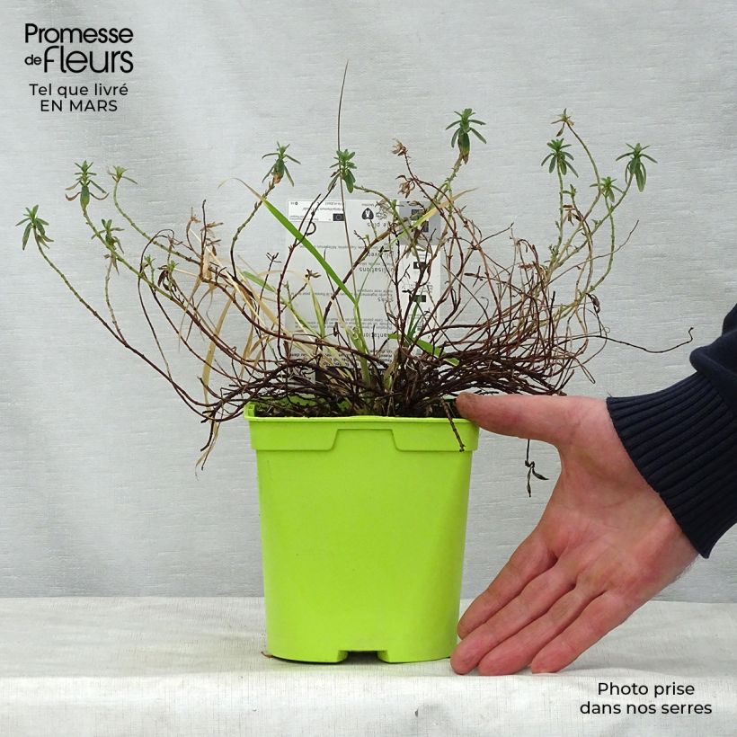 Helianthemum Ben Fhada - Rock Rose 2L/3L pot sample as delivered in spring