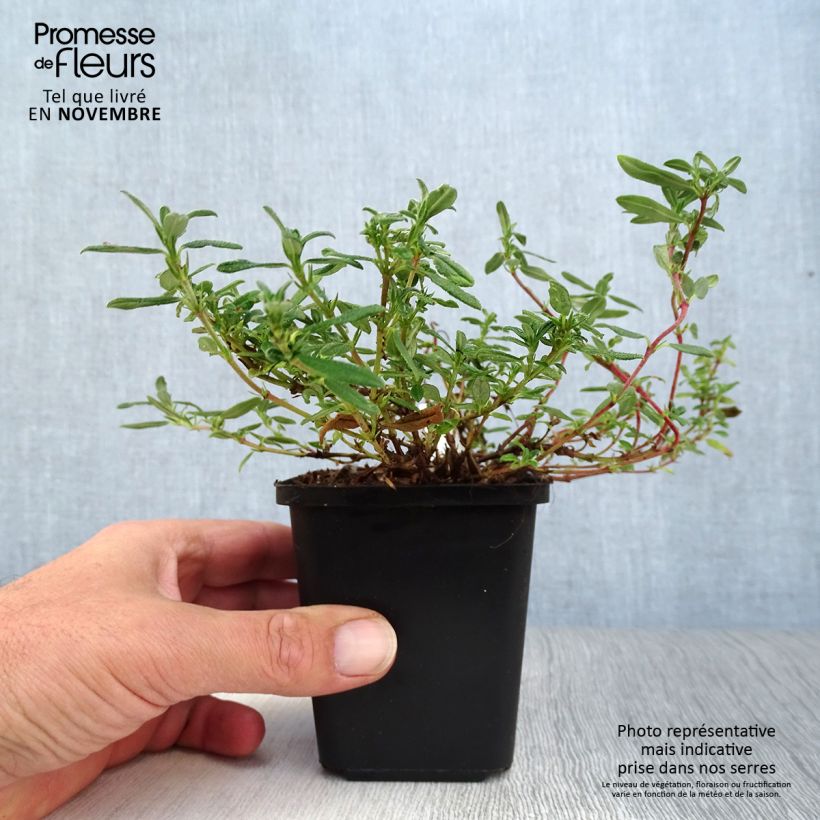 Helianthemum Ben Hope - Rock Rose 8/9 cm pot sample as delivered in autumn