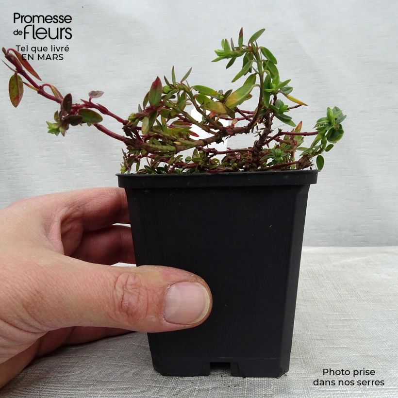 Helianthemum Bronzeteppich - Rock Rose 8/9 cm pot sample as delivered in spring