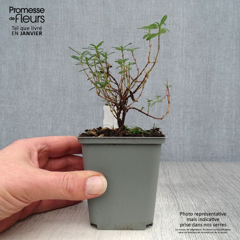 Helianthemum Cerise Queen - Rock Rose 8/9 cm pot sample as delivered in winter