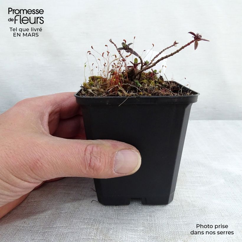 Helianthemum Elfenbeinglanz - Rock Rose 8/9 cm pot sample as delivered in spring