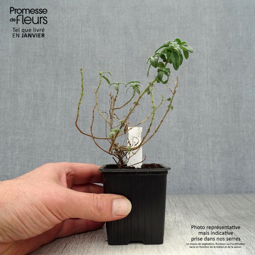 Helianthemum Fire Dragon - Rock Rose 8/9 cm pot sample as delivered in winter