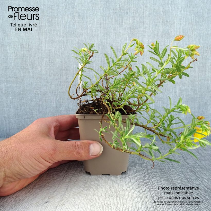 Helianthemum Golden Queen - Rock Rose 8/9 cm pot sample as delivered in spring