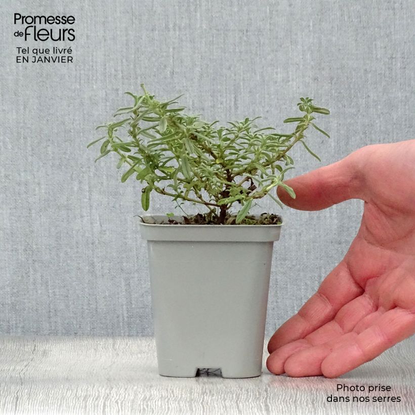 Helianthemum Hartswood Ruby - Rock Rose 7/8 cm pot sample as delivered in winter