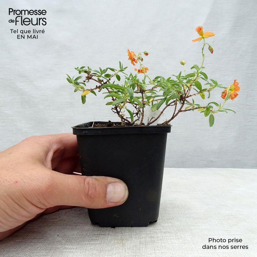 Helianthemum Orange Double - Rock Rose 8/9 cm pot sample as delivered in spring