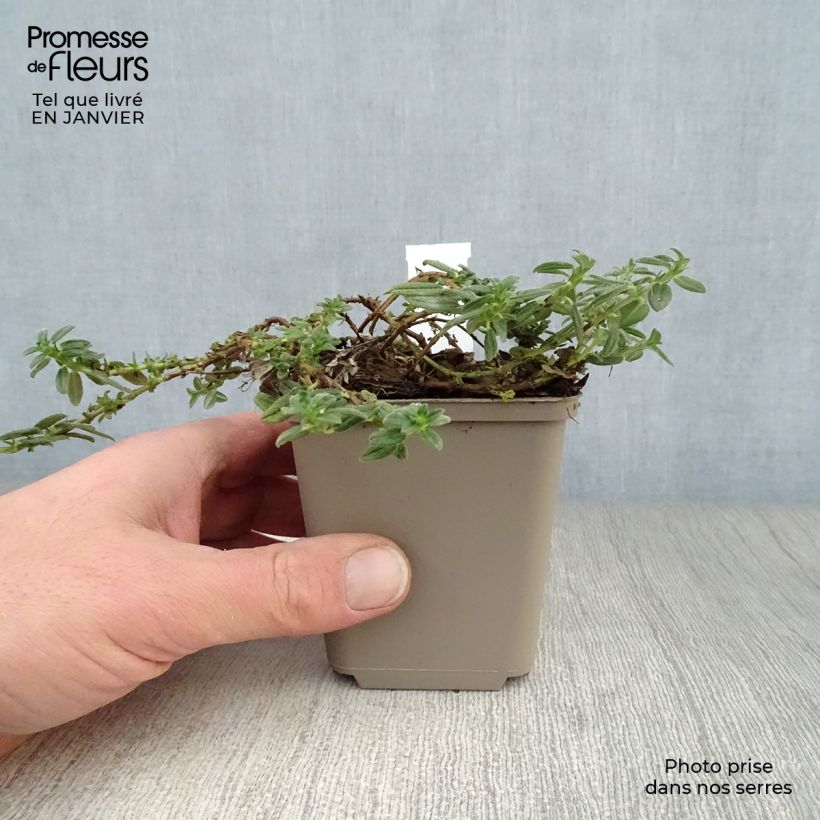 Helianthemum Orange Double - Rock Rose 8/9 cm pot sample as delivered in winter