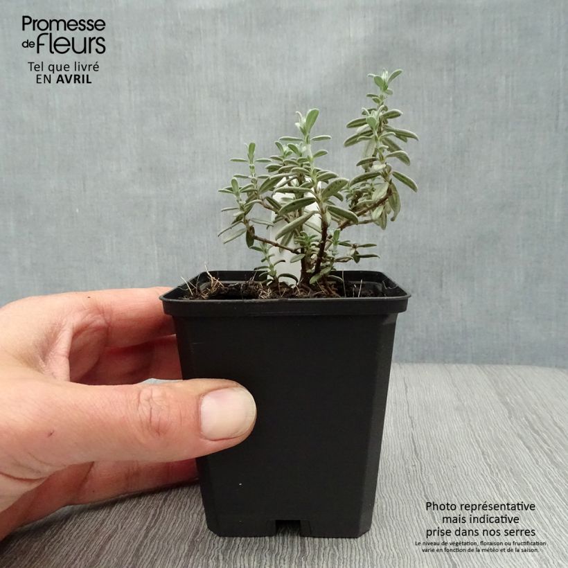 Helianthemum Rhodanthe Carneum - Rock Rose 8/9 cm pot sample as delivered in spring