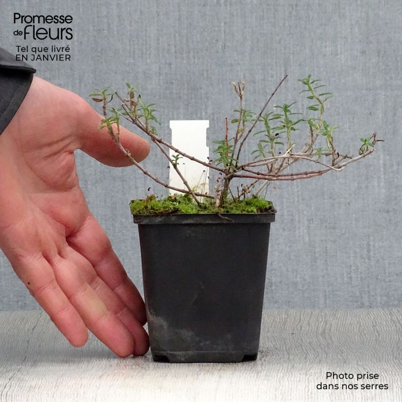 Helianthemum Sulphureum Plenum - Rock Rose 8/9 cm pot sample as delivered in winter