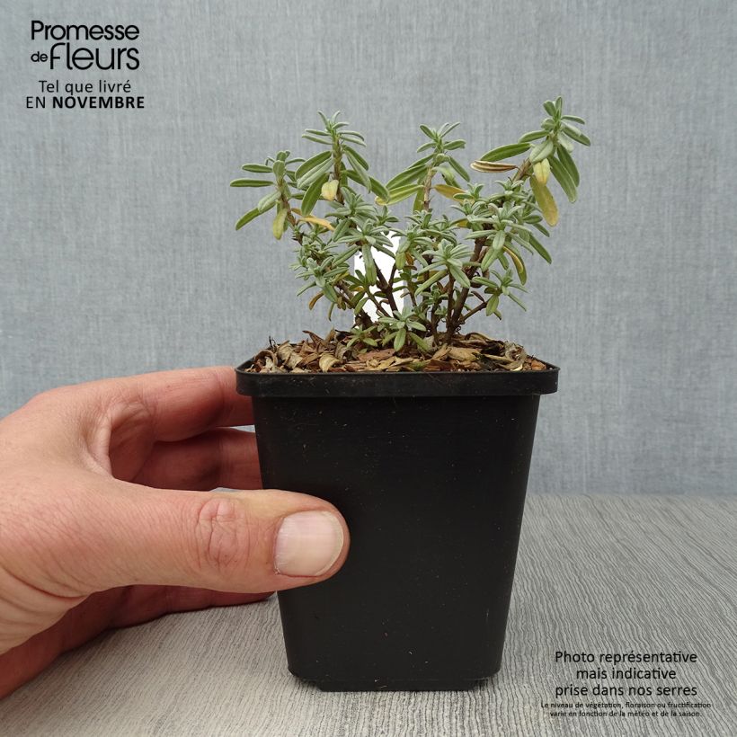 Helianthemum The Bride - Rock Rose 8/9 cm pot sample as delivered in autumn