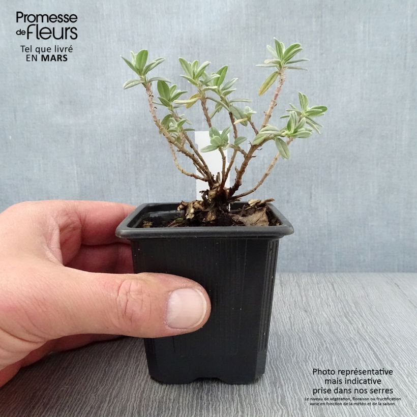 Helianthemum Tomato Red - Rock Rose 8/9 cm pot sample as delivered in spring