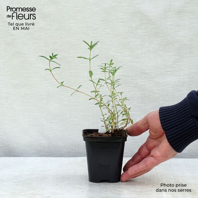 Helianthemum Sulphureum Plenum - Rock Rose 8/9 cm pot sample as delivered in spring