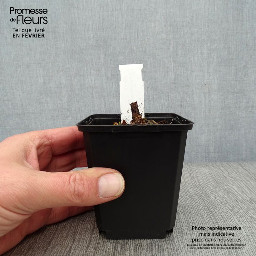 Helianthus atrorubens Monarch 8/9 cm pot sample as delivered in winter