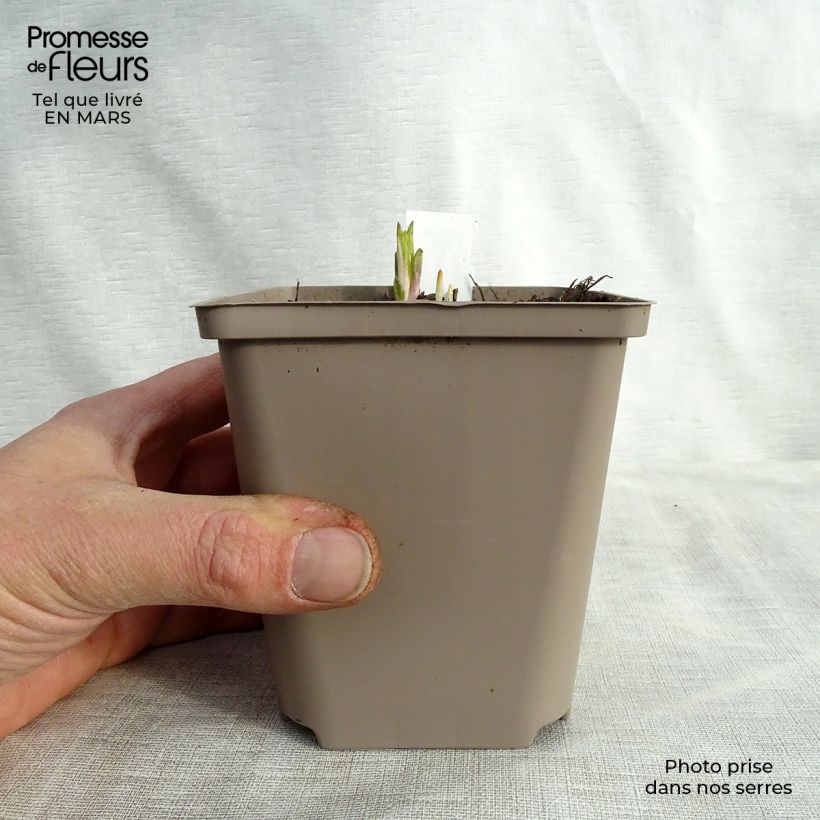 Helianthus atrorubens Monarch 8/9 cm pot sample as delivered in spring