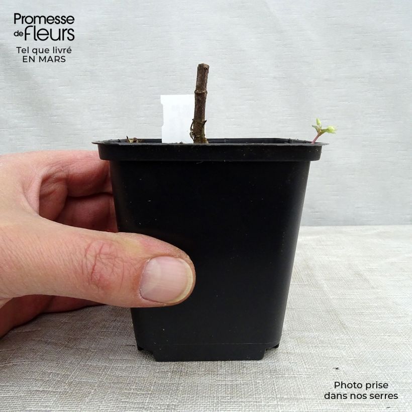 Helianthus decapetalus Capenoch Star 8/9 cm pot sample as delivered in spring