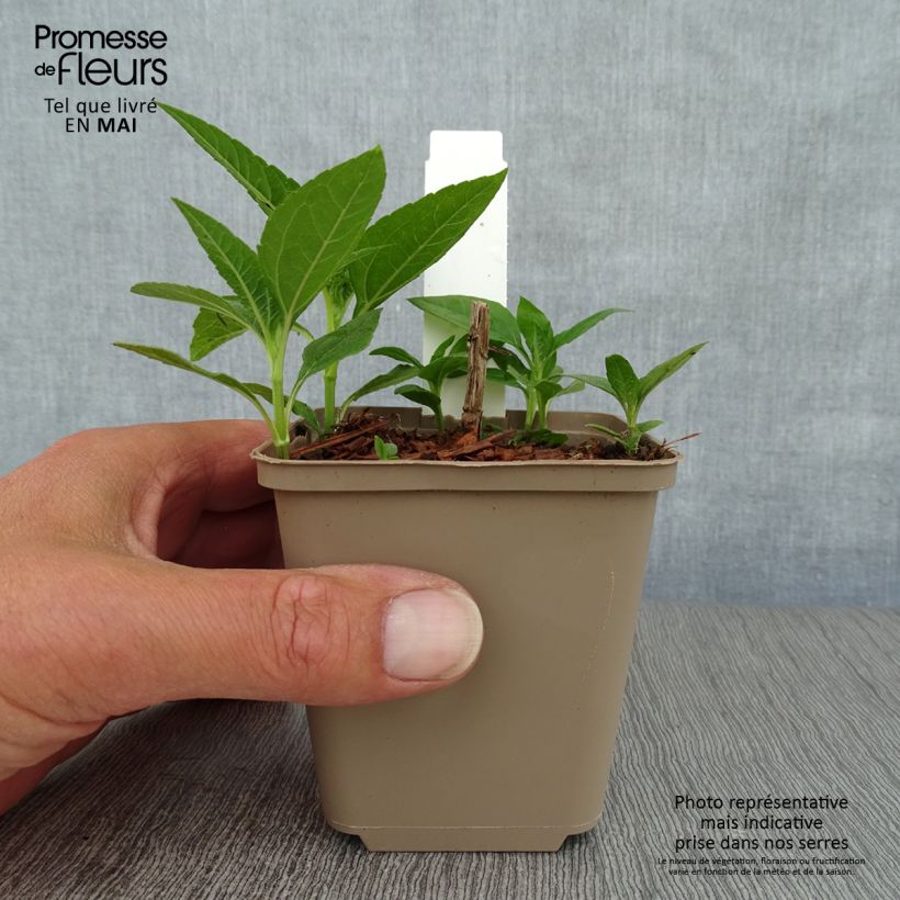 Helianthus decapetalus Flore Plenus 8/9 cm pot sample as delivered in spring