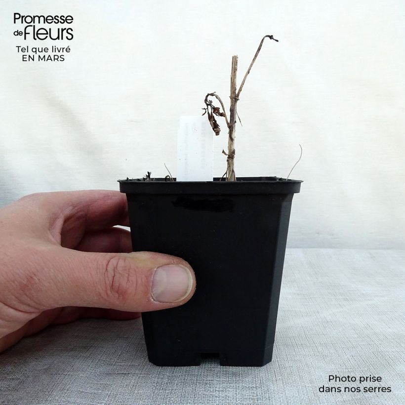 Helianthus decapetalus Soleil d'Or 8/9 cm pot sample as delivered in spring