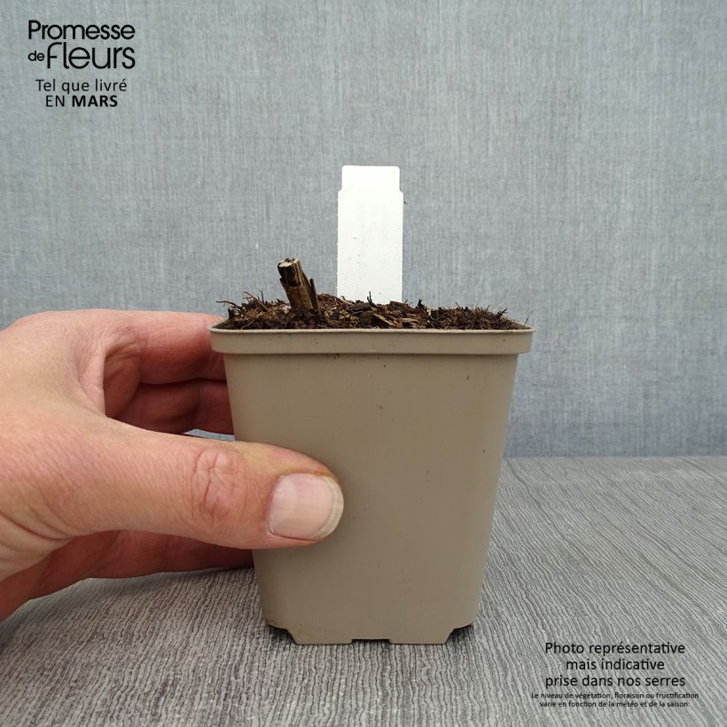 Helianthus giganteus Sheilas Sunshine 8/9 cm pot sample as delivered in spring