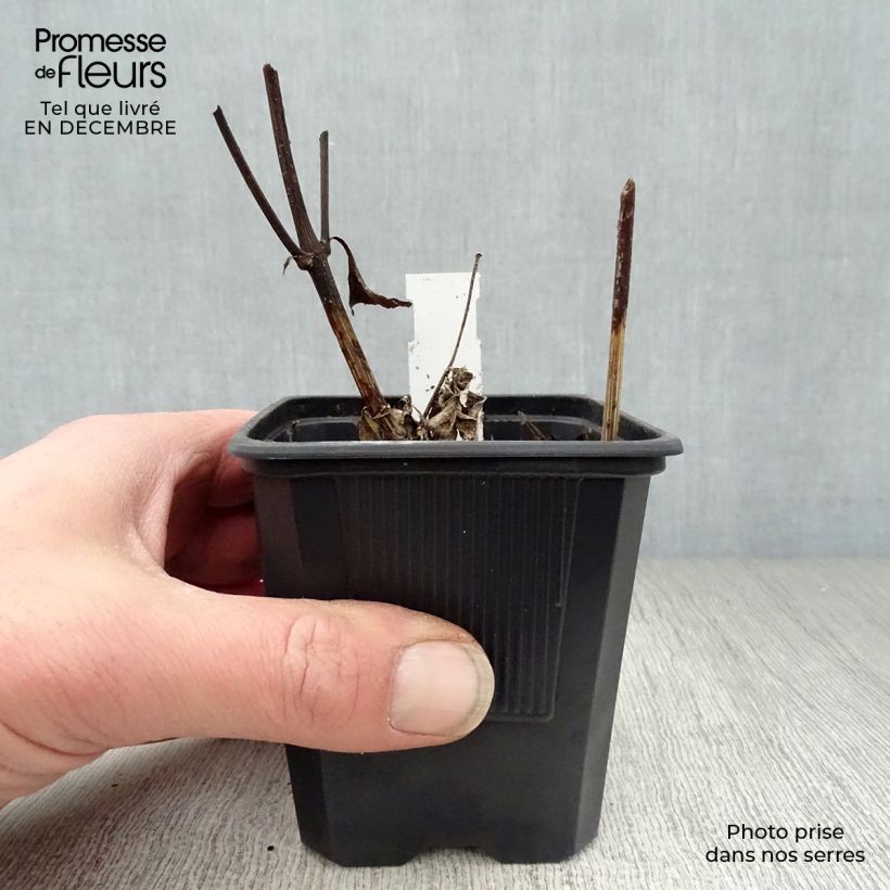 Helianthus Lemon Queen 8/9 cm pot sample as delivered in winter