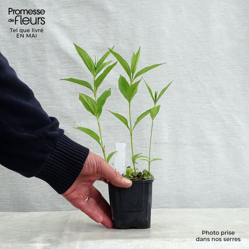 Helianthus Lemon Queen 8/9 cm pot sample as delivered in spring