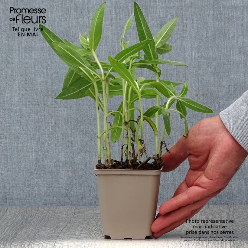 Helianthus mollis 8/9 cm pot sample as delivered in spring