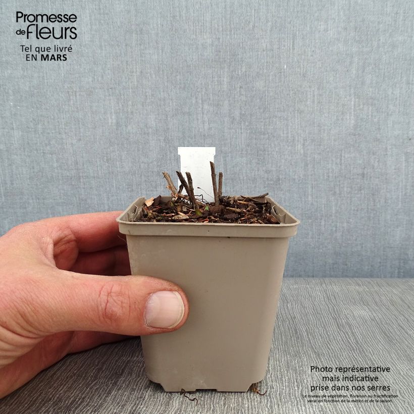 Helianthus mollis 8/9 cm pot sample as delivered in winter