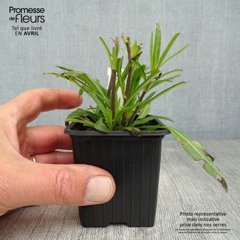 Helianthus salicifolius Table Mountain 8/9 cm pot sample as delivered in spring