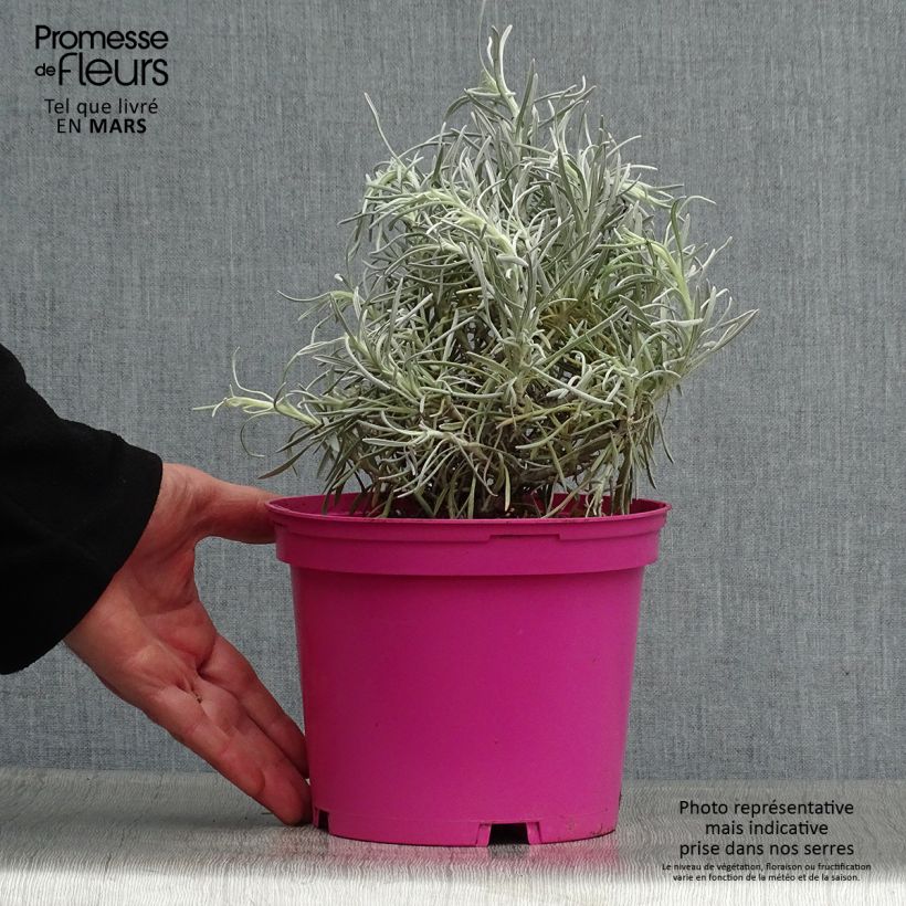 Helichrysum italicum Korma 2L/3L pot sample as delivered in spring