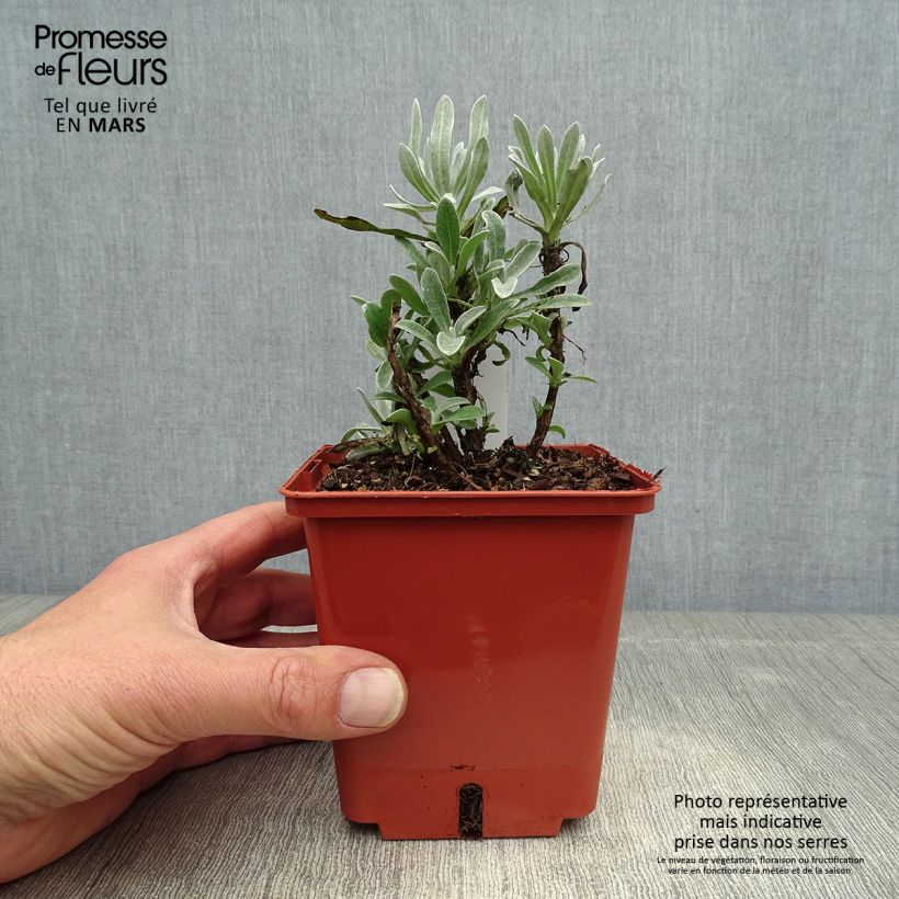 Helichrysum amorginum Red Jewel 1L/1.5L pot sample as delivered in spring