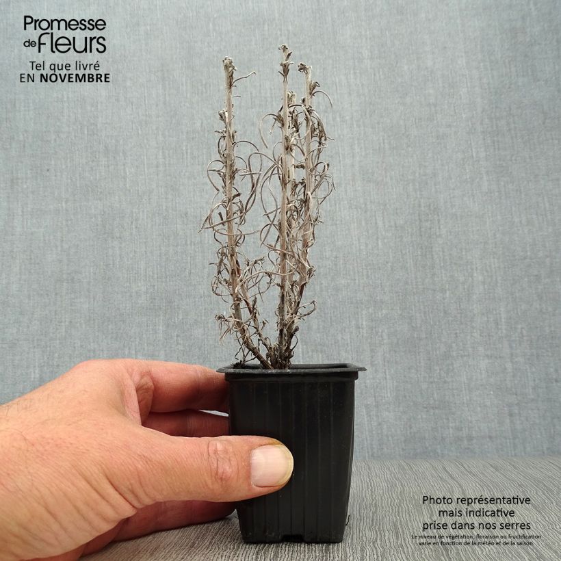 Helichrysum italicum 7/8 cm pot sample as delivered in autumn